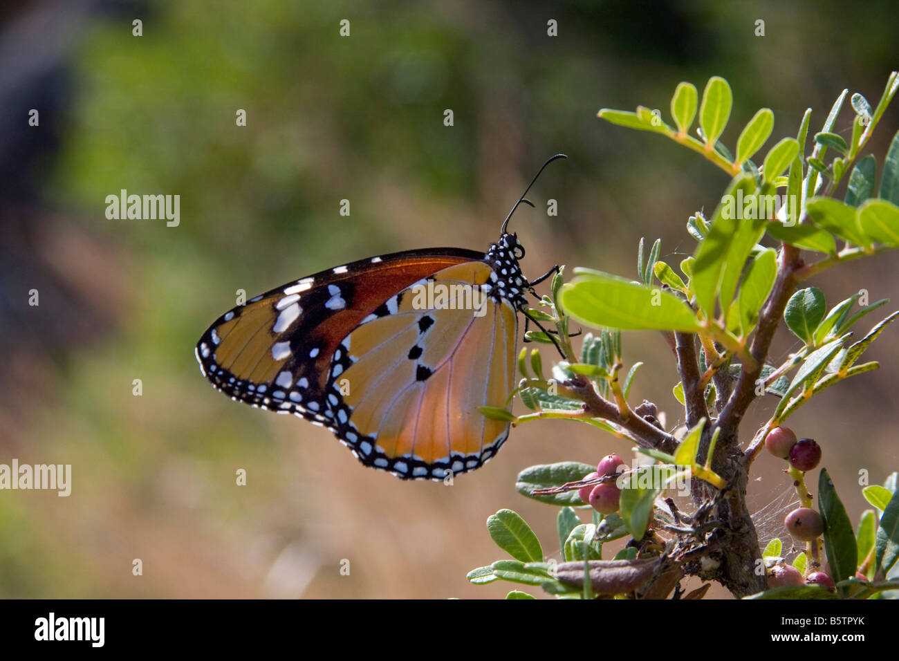 Plain Tiger Danaus chrysippus en Italia Sardaigna Foto de stock