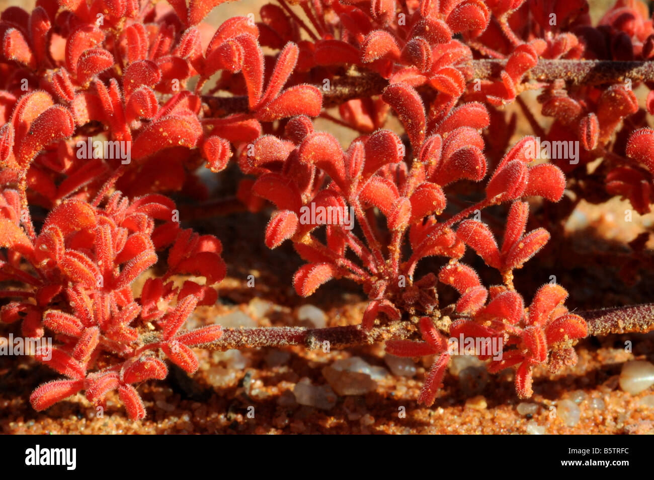 Minuto hojas rojas Foto de stock