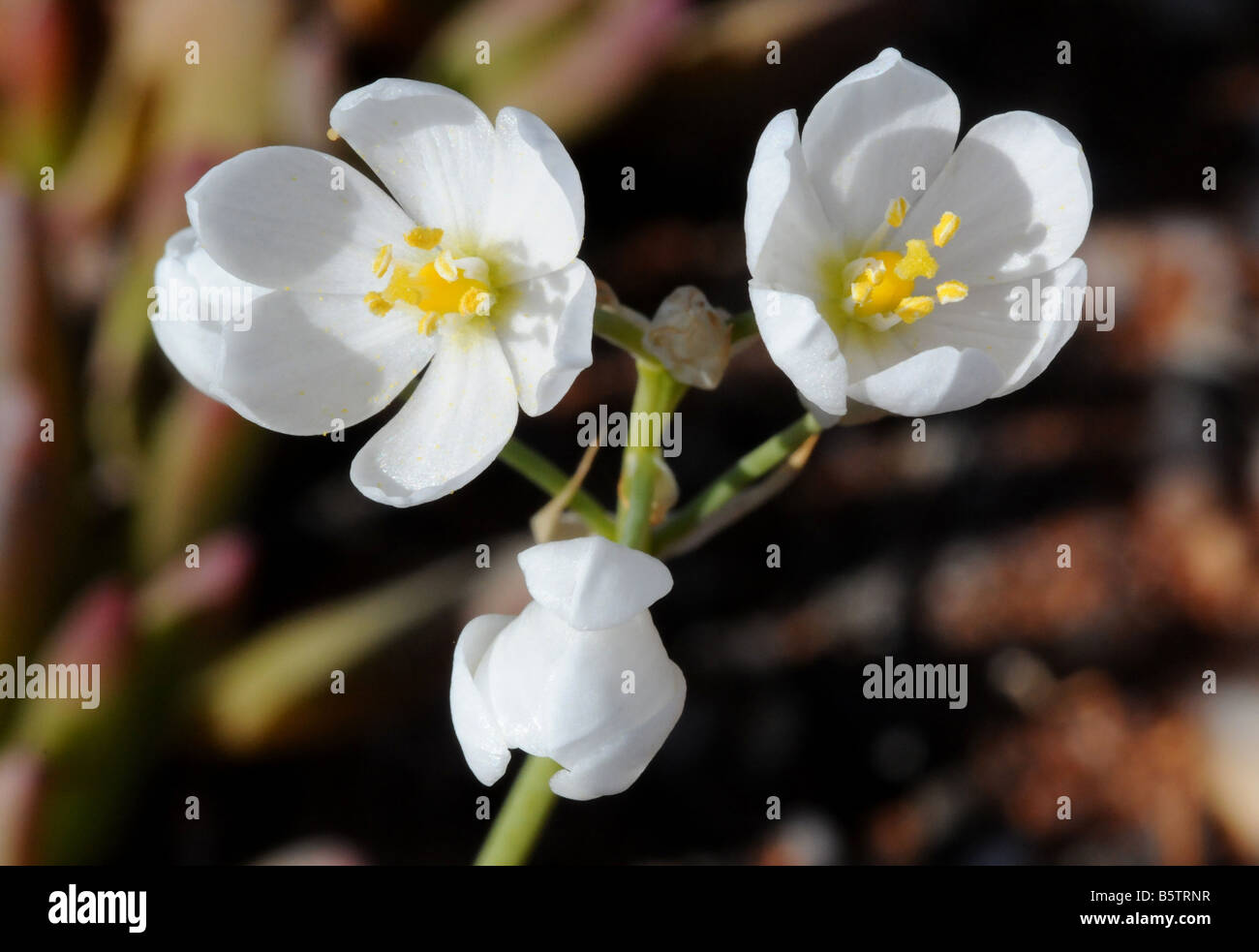 Chincherinchee flores simbolizan la inocencia y pureza Foto de stock