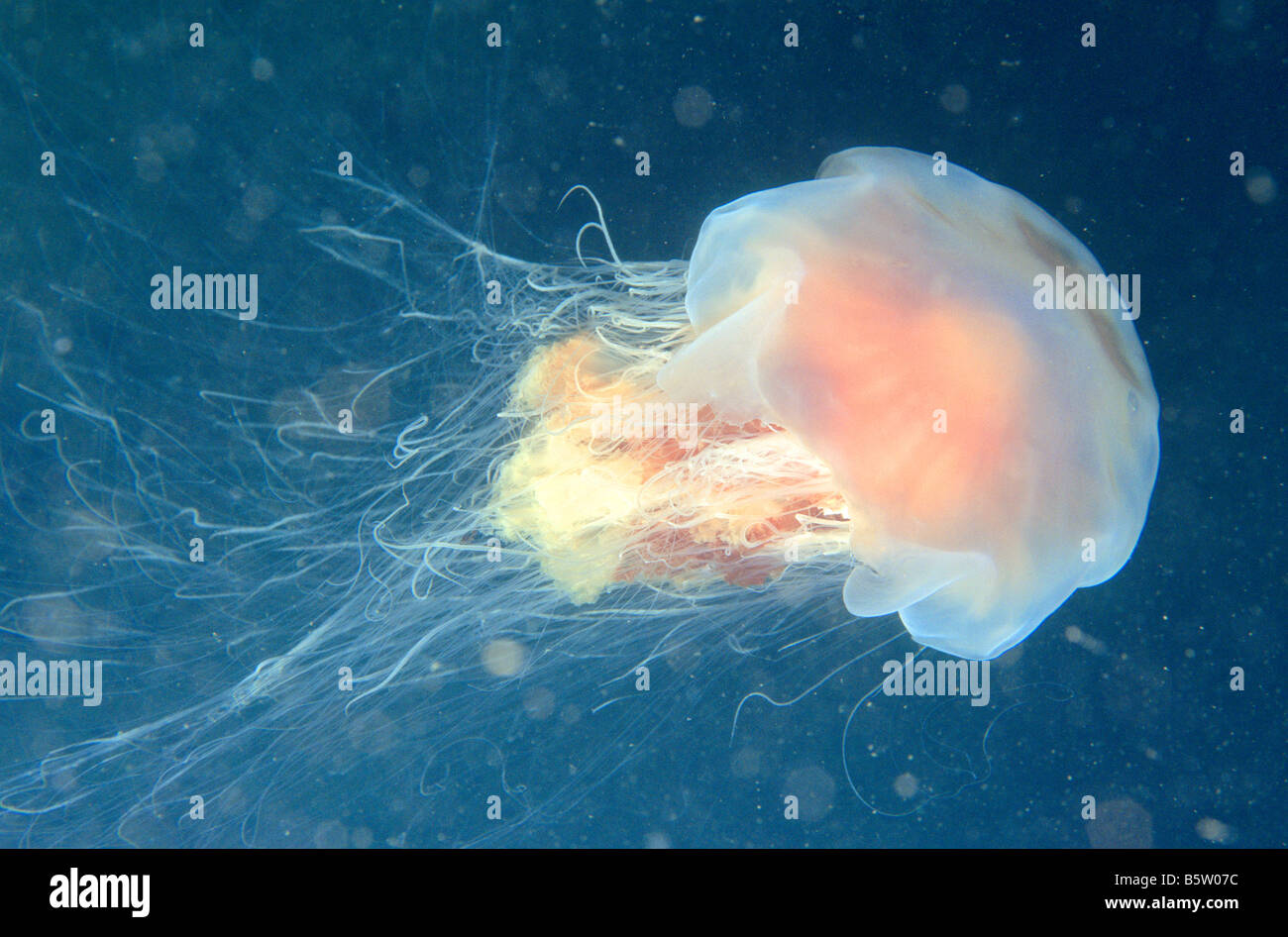 Los leones de melena, medusas gigantes, peludo Stinger, Mar grasa, ortiga de mar, medusas Rosa (Cyanea en capillata) Foto de stock
