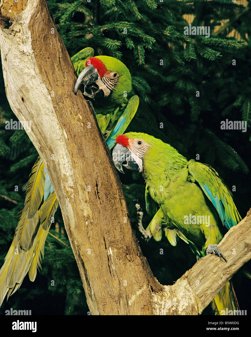 Gran Macaw Verde, Guacamaya de Buffon, Gran Mava Militar (Ara ambiguus). Empareje en un árbol Foto de stock