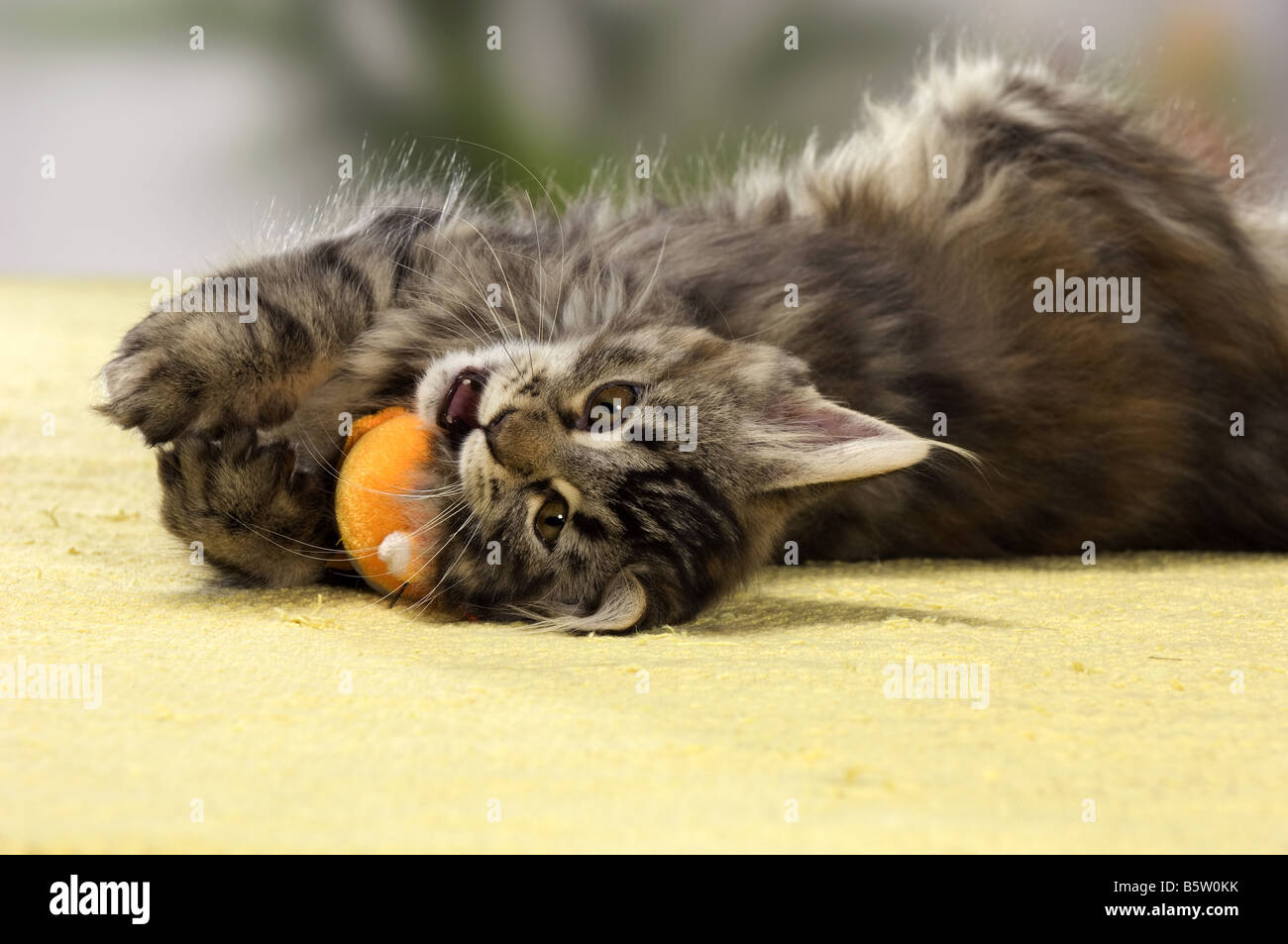 Gato Maine Coon - Gatito - reproducción Fotografía de stock - Alamy