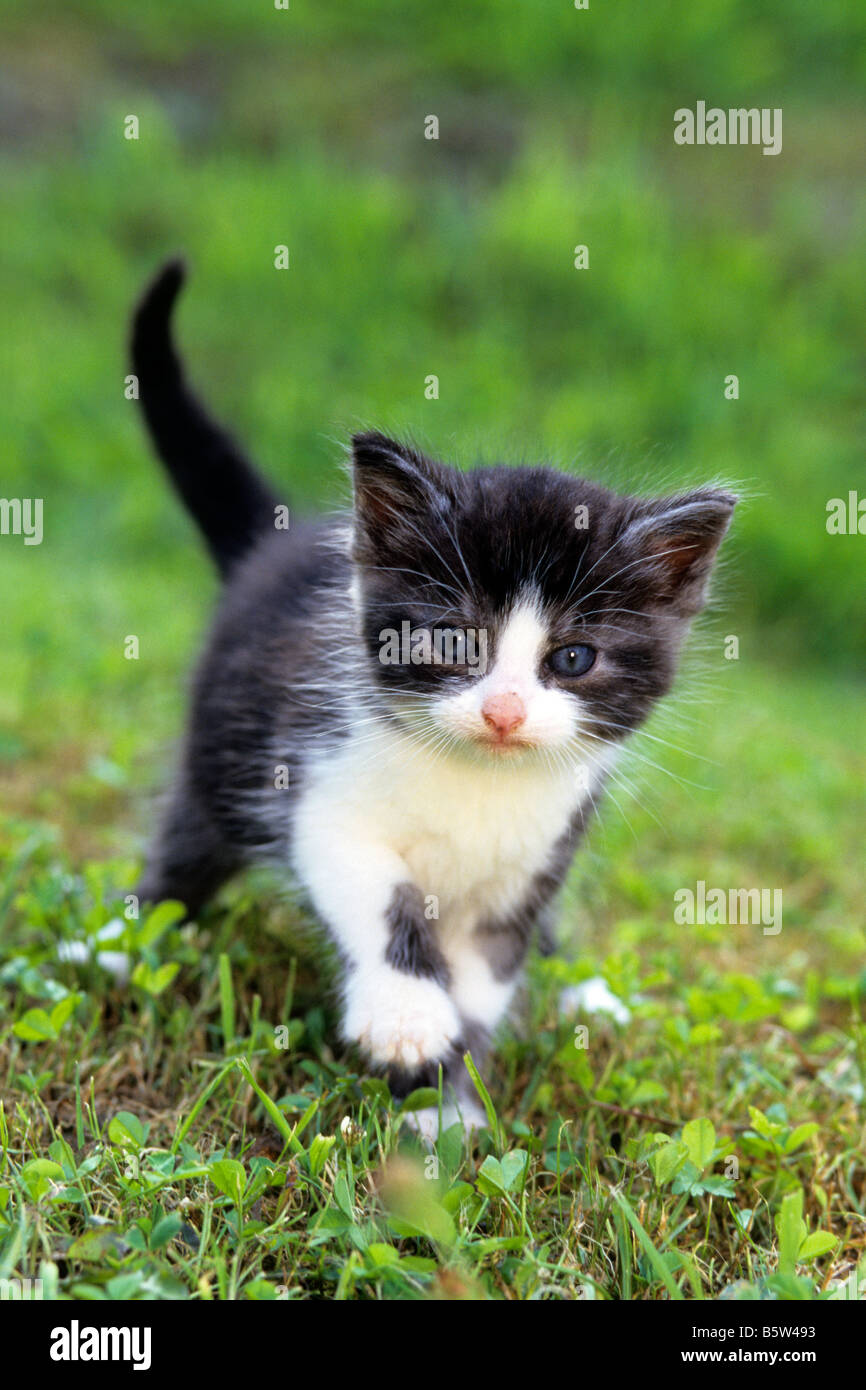 Gato doméstico (Felis silvestris, Felis catus), gatito caminando en un jardín. Foto de stock