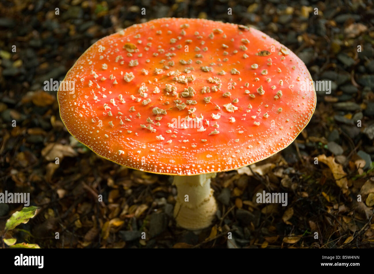 Perro Bulldog francés en disfraz de seta agárica de mosca única divertida  de pie en bosque de otoño naranja con espacio de copia Fotografía de stock  - Alamy