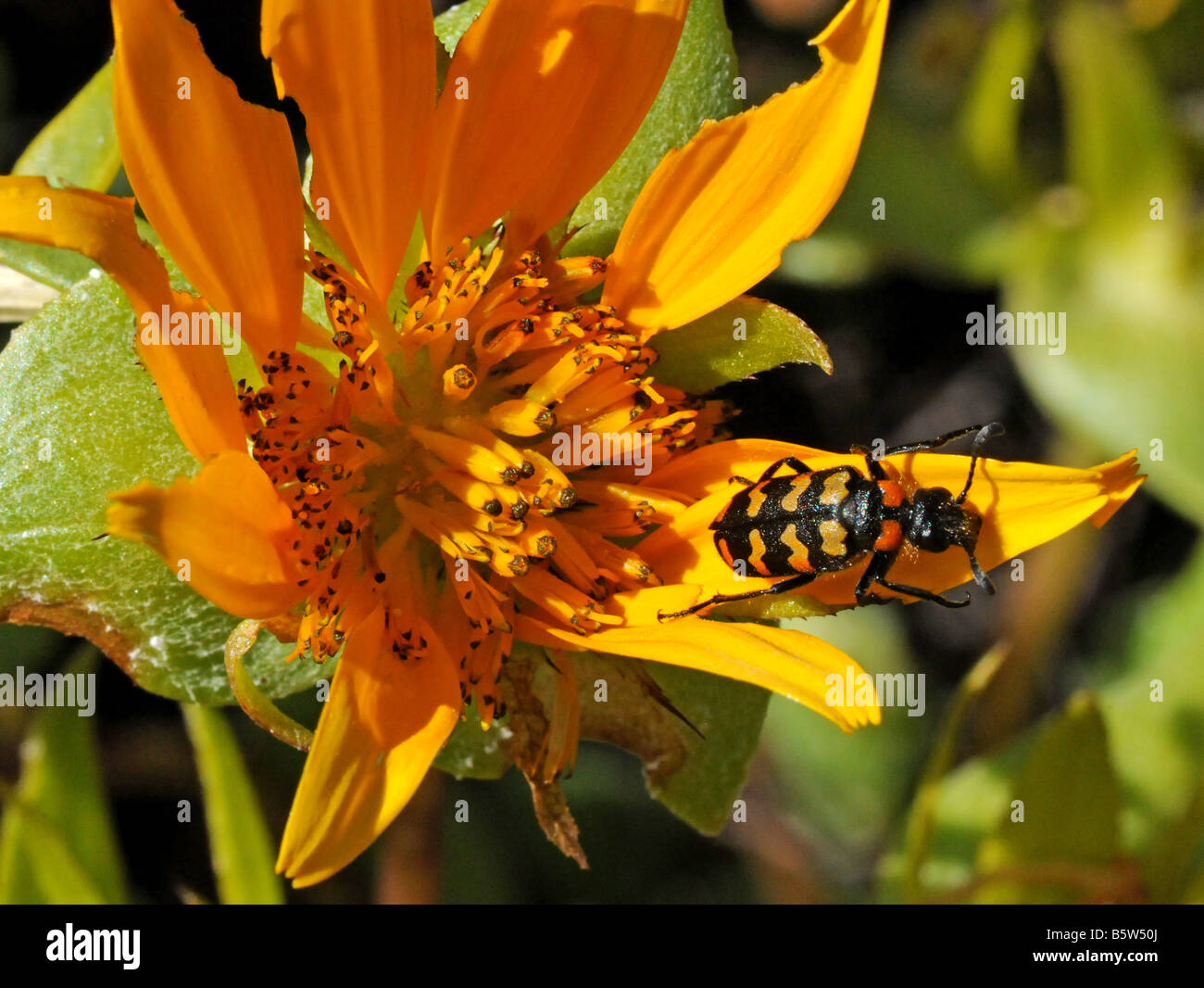 Meloidae, Escarabajo Blister se alimentan de los pétalos de Didelta carnosa en la primavera de Namaqualand Foto de stock