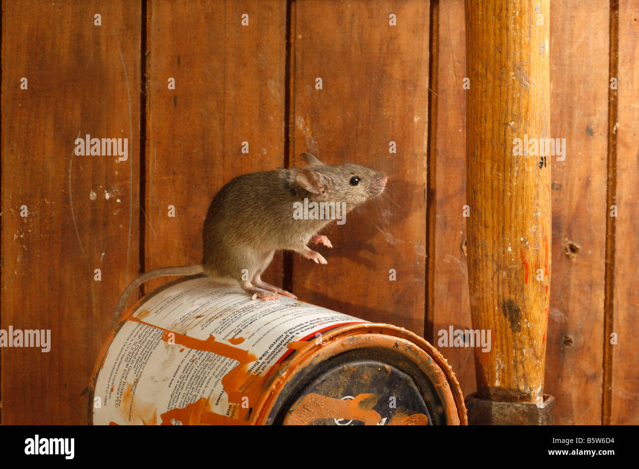 Casa ratón Mus musculus Midlands UK Foto de stock