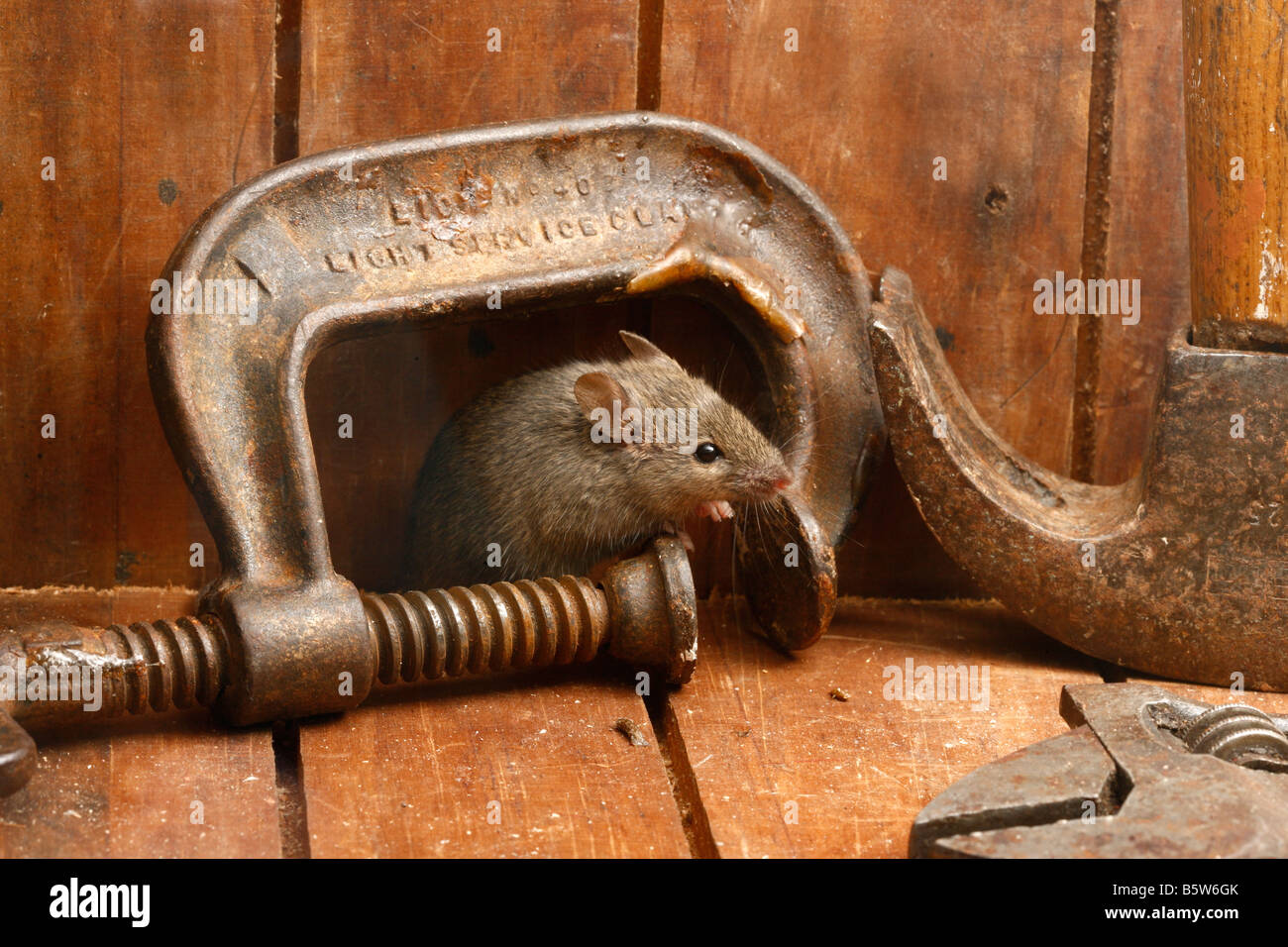 Casa ratón Mus musculus Midlands UK Foto de stock