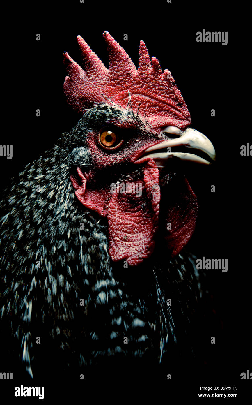 Retrato de un gallo sobre un fondo negro Foto de stock