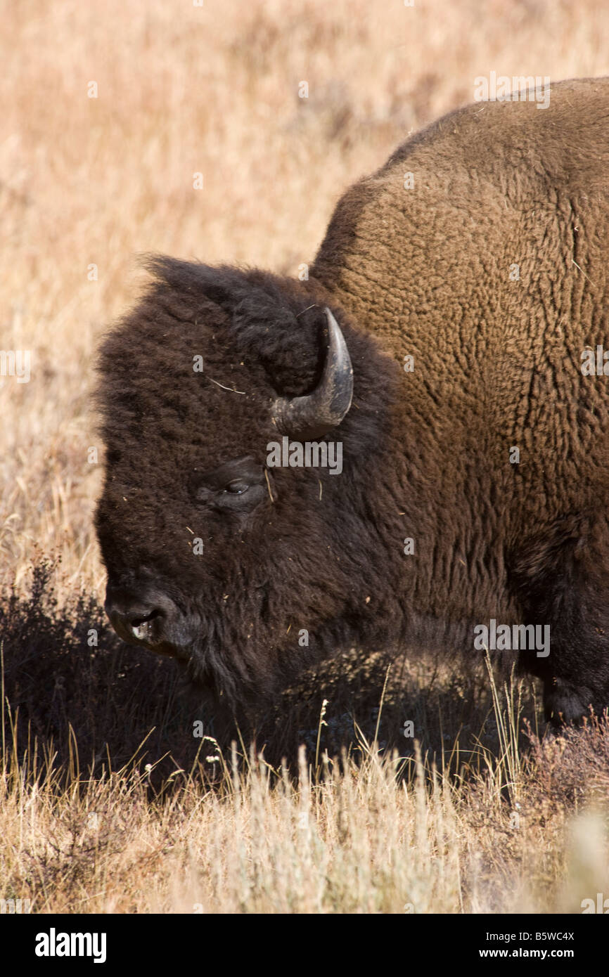 Bisontes americanos (búfalo), el Parque Nacional Yellowstone, Wyoming, EE.UU.; Foto de stock