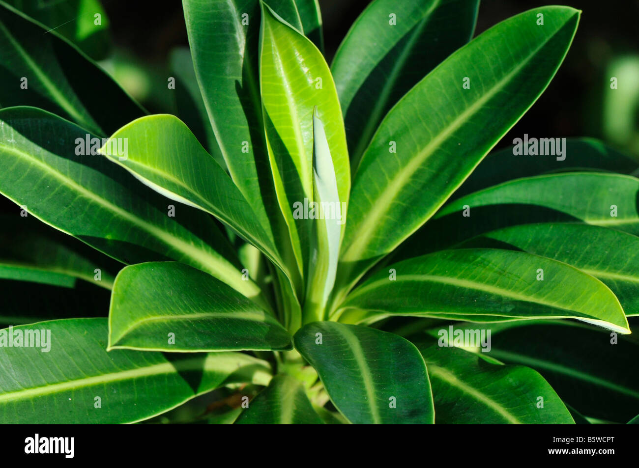 Hojas grandes y compactas fotografías e imágenes de alta resolución Alamy