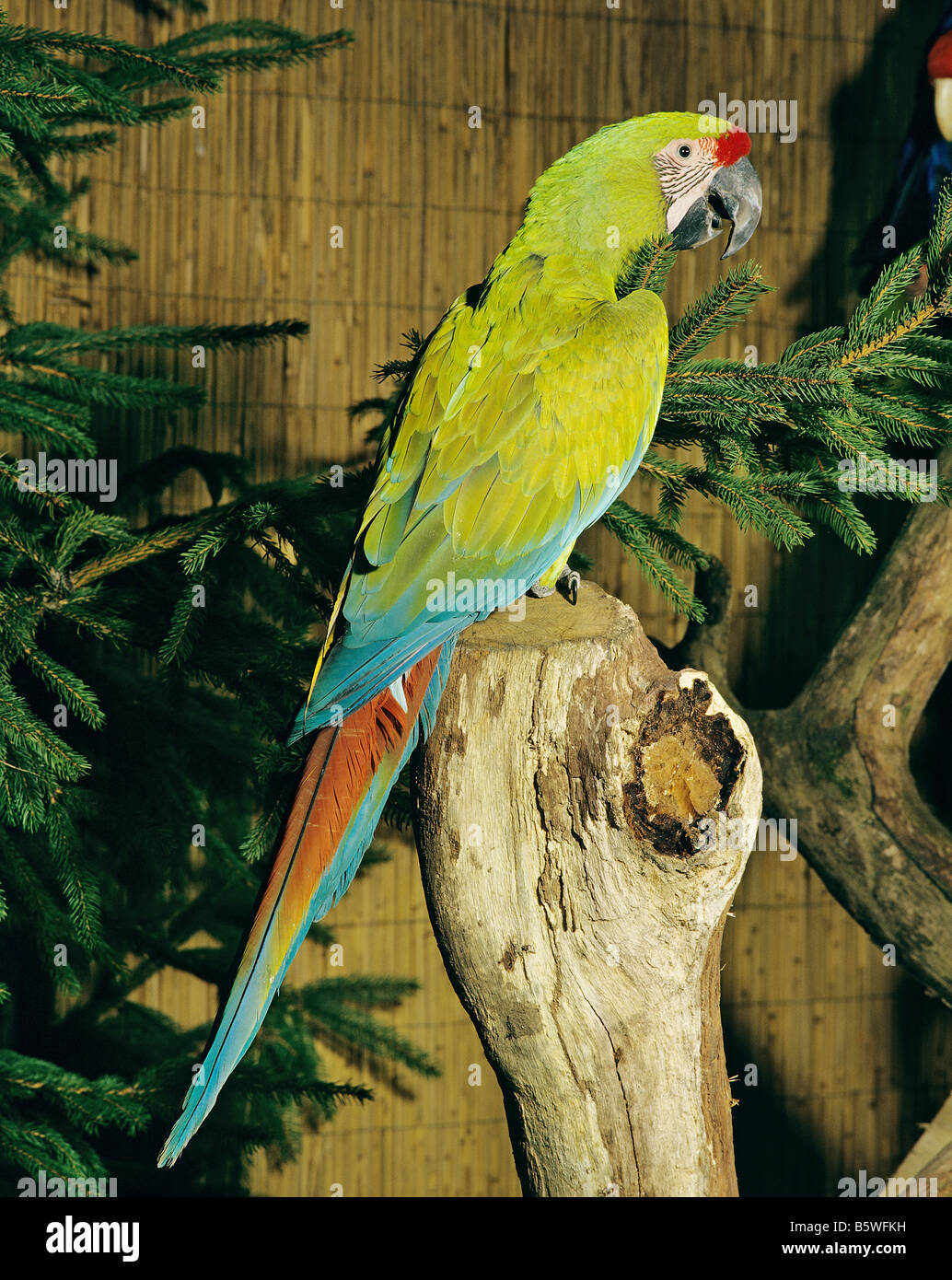 Gran Macaw Verde, Guacamaya de Buffon, Gran Mava Militar (Ara ambiguus). Adulto encaramado en un árbol roto Foto de stock
