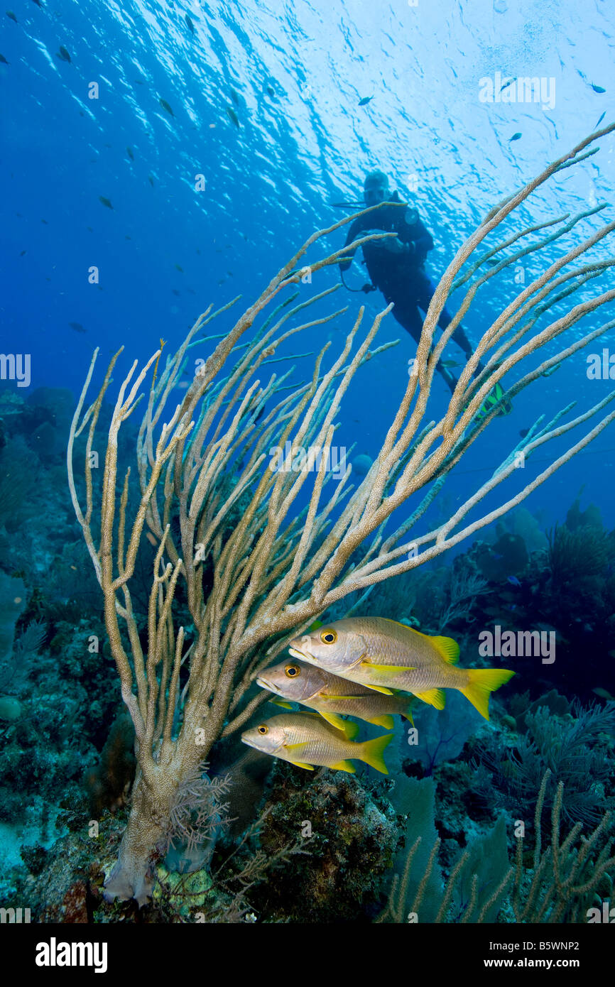 Preceptor el pargo y la varilla del Mar, Islas Caimán Foto de stock