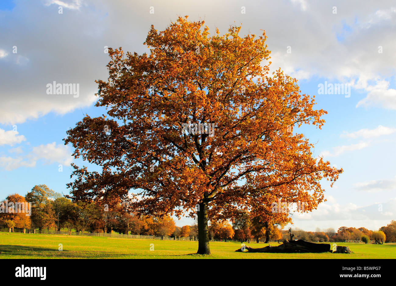 Árbol de otoño, Richmond Park, Richmond Upon Thames, Surrey, Reino Unido Foto de stock