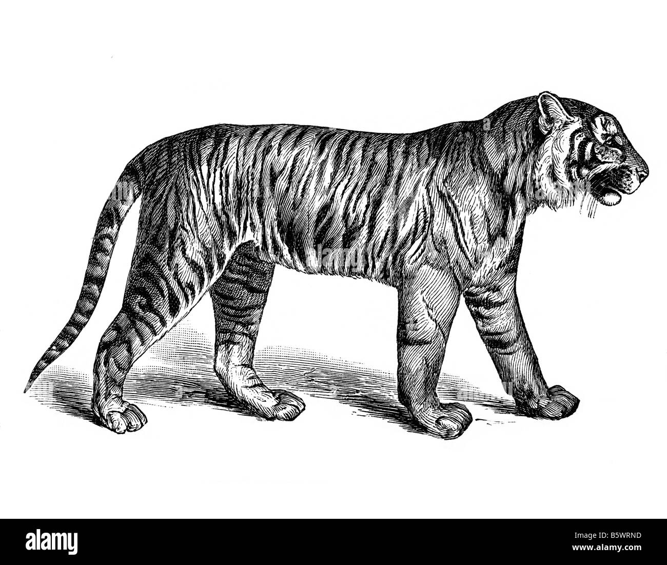 El tigre (Panthera tigris), familia Felidae Género Panthera Foto de stock