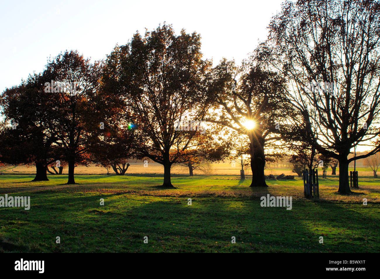 Árboles retroiluminado en Richmond Park Richmond Upon Thames Surrey UK Foto de stock