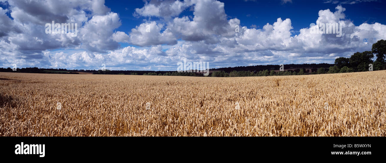 Un campo de trigo bajo un cielo de verano en Naizin cerca de Pontivy, Bretaña, Francia. Foto de stock