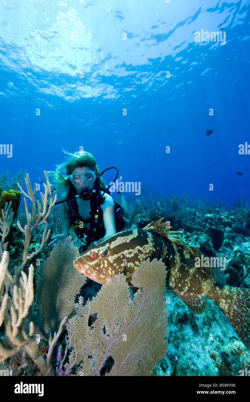 Diver y Nassau grouper (Epinephelus striatus), Bloody Bay, Pequeño Caimán Foto de stock