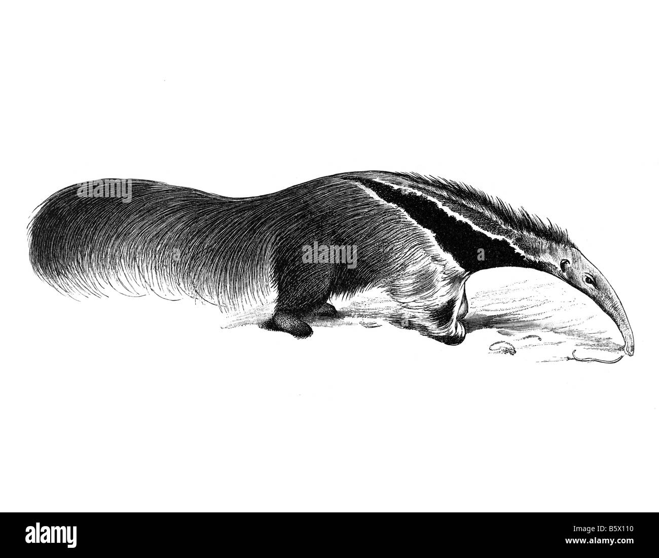 Oso hormiguero gigante (Myrmecophaga tridactyla) Foto de stock