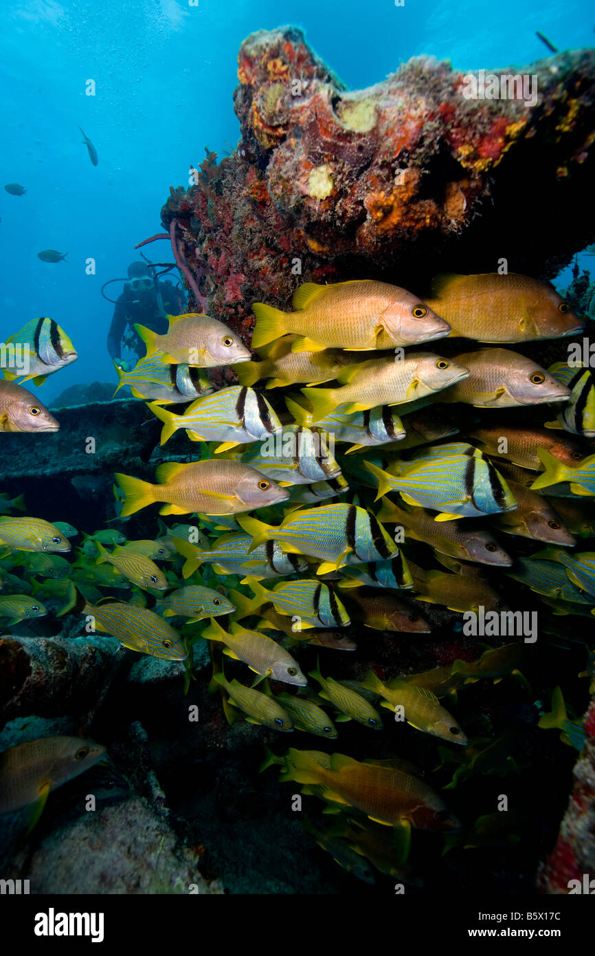 Cardúmenes en el pecio Benwood, Key Largo, Florida. Foto de stock