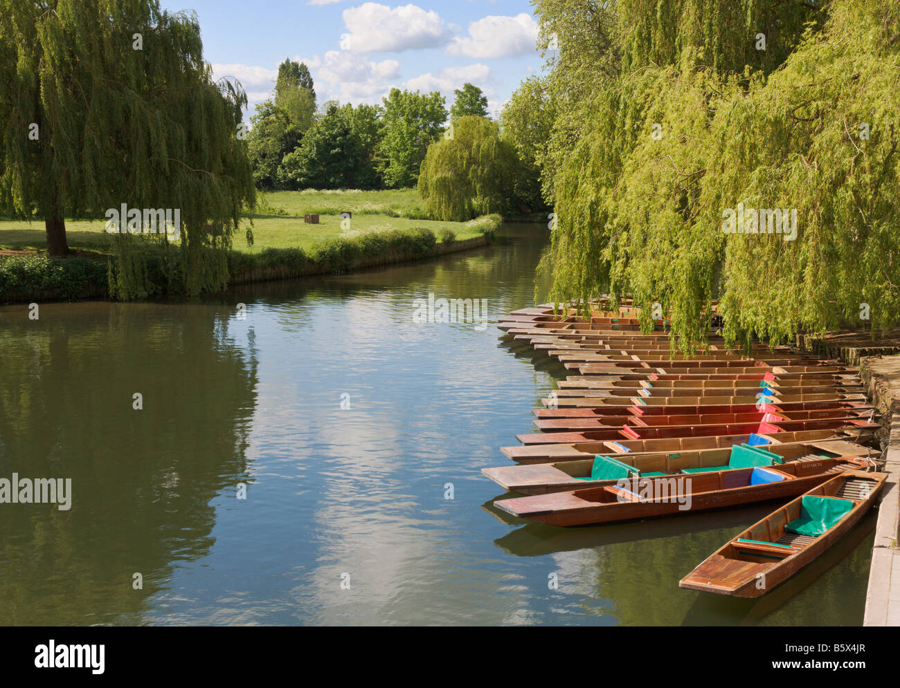 Punts amarrado en la espalda Río Cam Cambridge Inglaterra Foto de stock