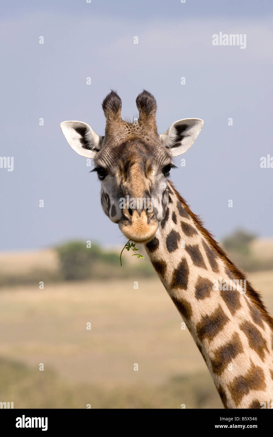 Giraffe retrato Foto de stock