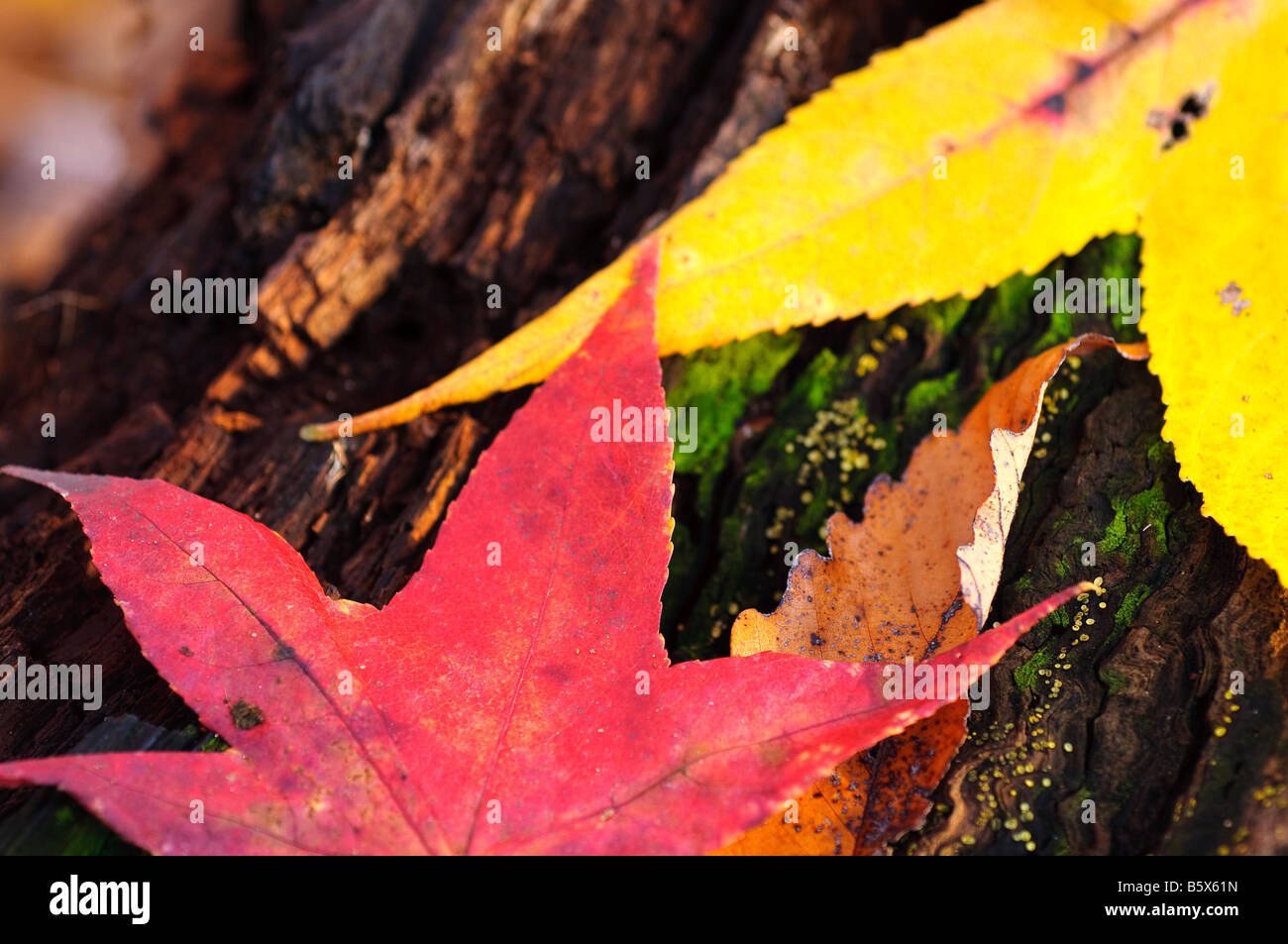 Las hojas caídas del otoño caen, Roble Español (sweetgum en inglés