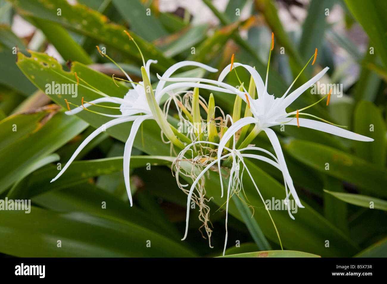 Araña Liliy Hymenocallis caribaea en la isla caribeña de Anguila en el British West Indies Foto de stock