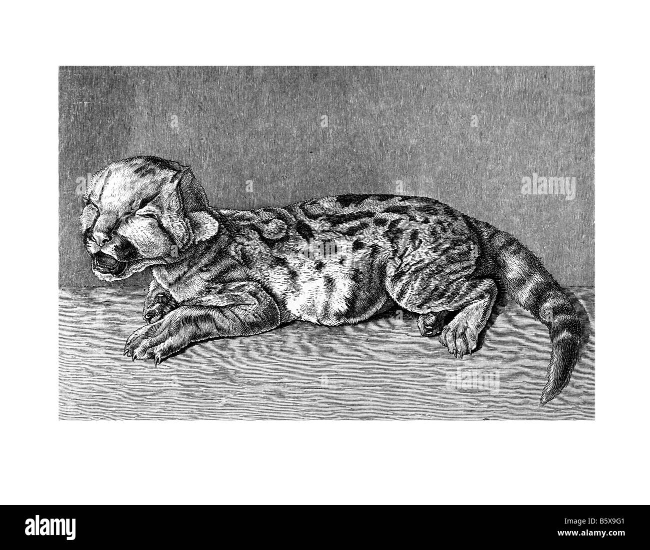 Puma (puma concolor), el puma Mountain Lion panther gatos de la familia Felidae. Foto de stock