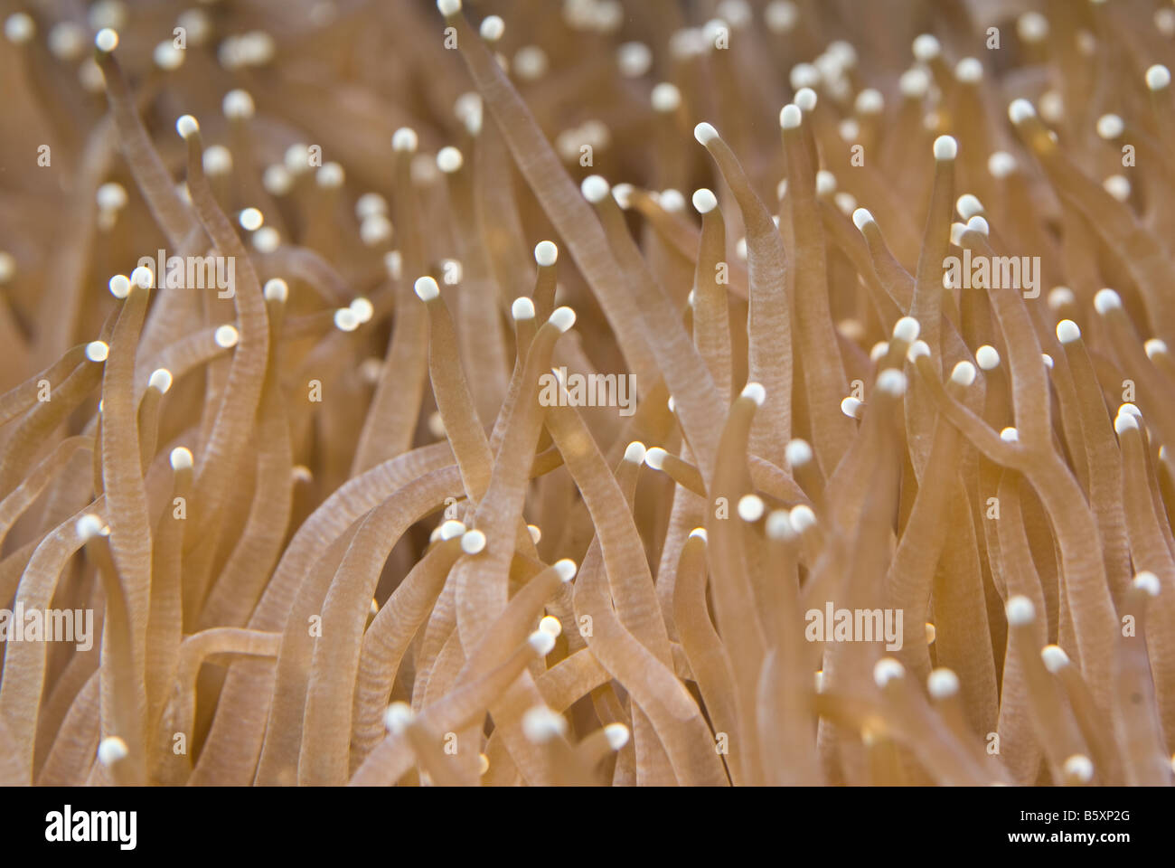 Euphyllia glabrescens, corales duros de Indo-océano pacífico Foto de stock