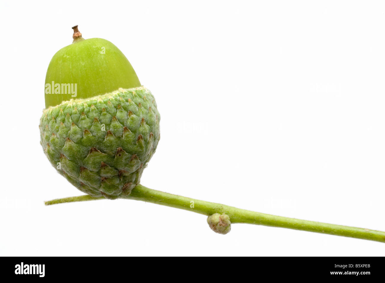 Un tallo verde posee un 'acorn cup', en el que hay una bellota, verde (la semilla de un árbol de roble). Fondo blanco. Foto de stock