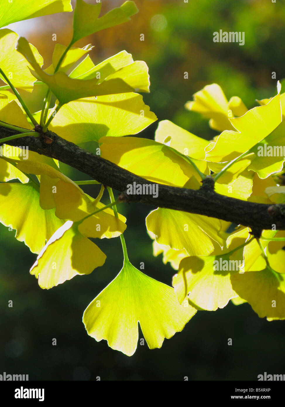 Las hojas del árbol de Ginkgo biloba en el sol. Foto de stock