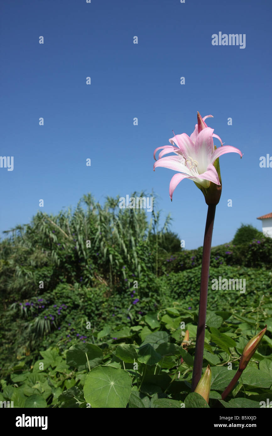 Flor de belladona fotografías e imágenes de alta resolución - Alamy