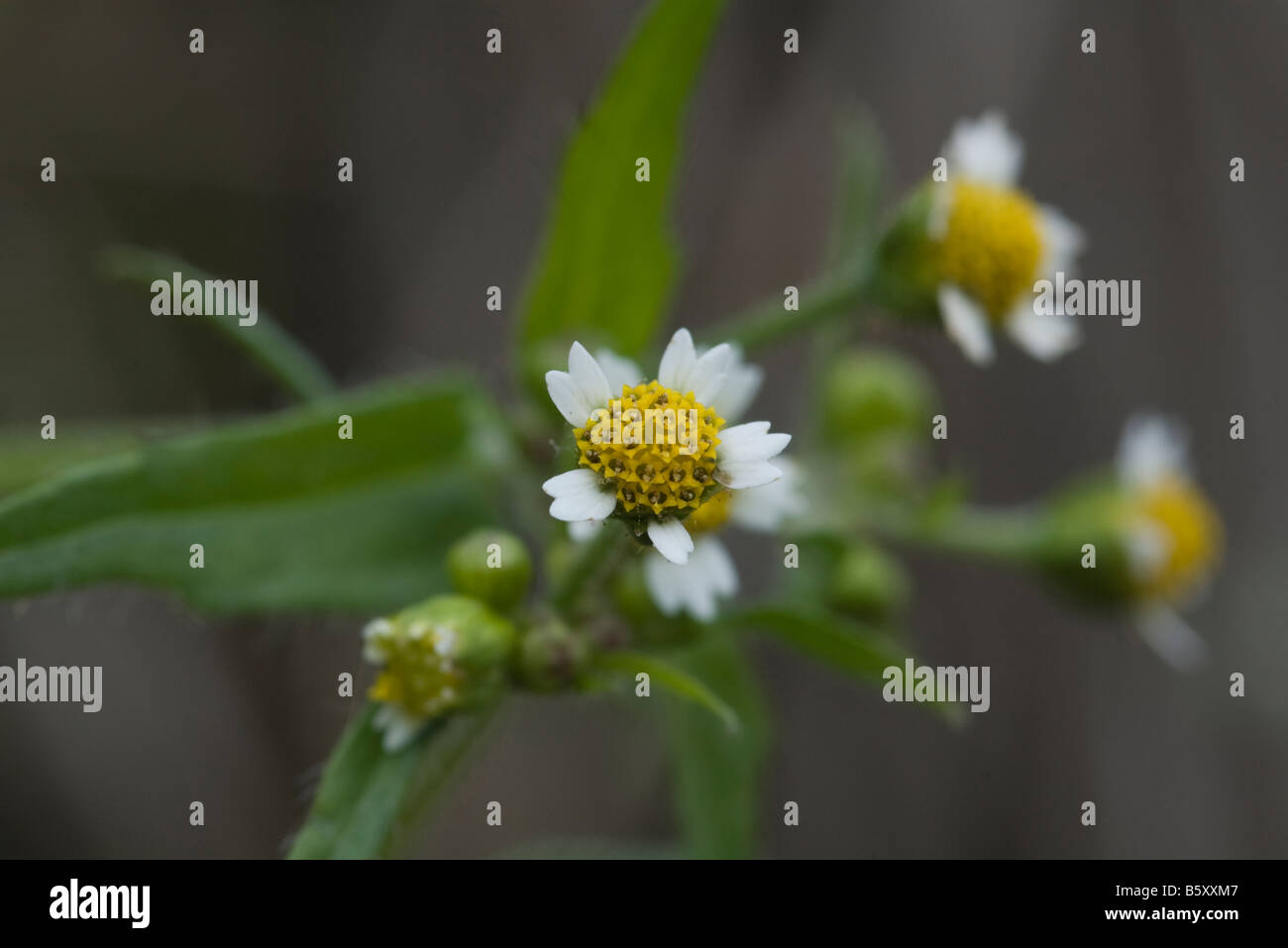 Galinsoga parviflora flor flor salvaje Fotografía de stock - Alamy Galinsoga parviflora flor flor salvaje Fotografía de stock - Alamy