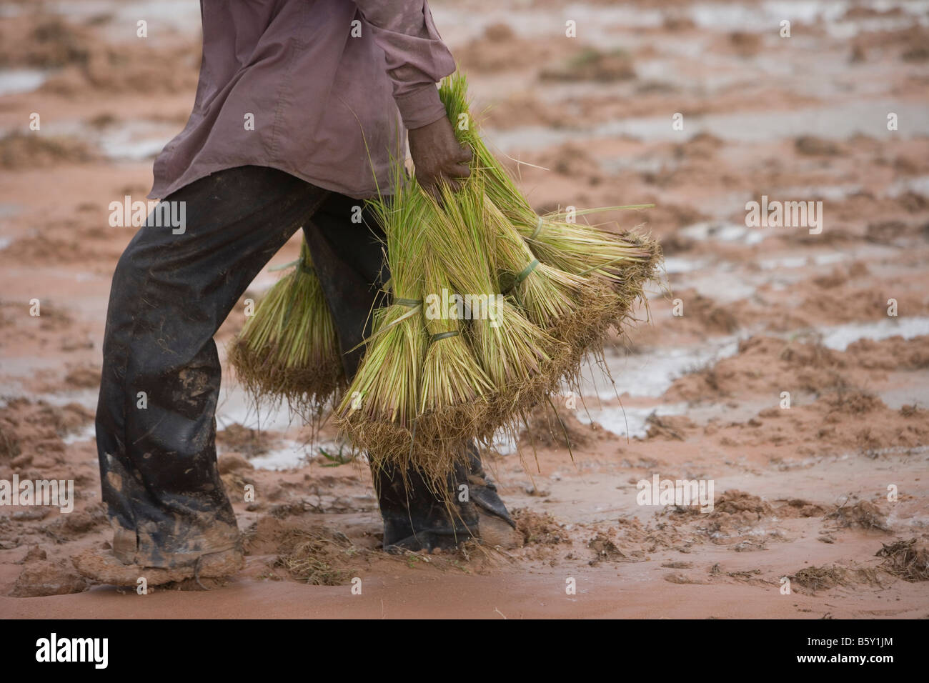 Un agricultor de plantas de arroz en un campo de arroz fuera de Siem Reap, Camboya, el viernes 5 de septiembre, 2008. Foto de stock