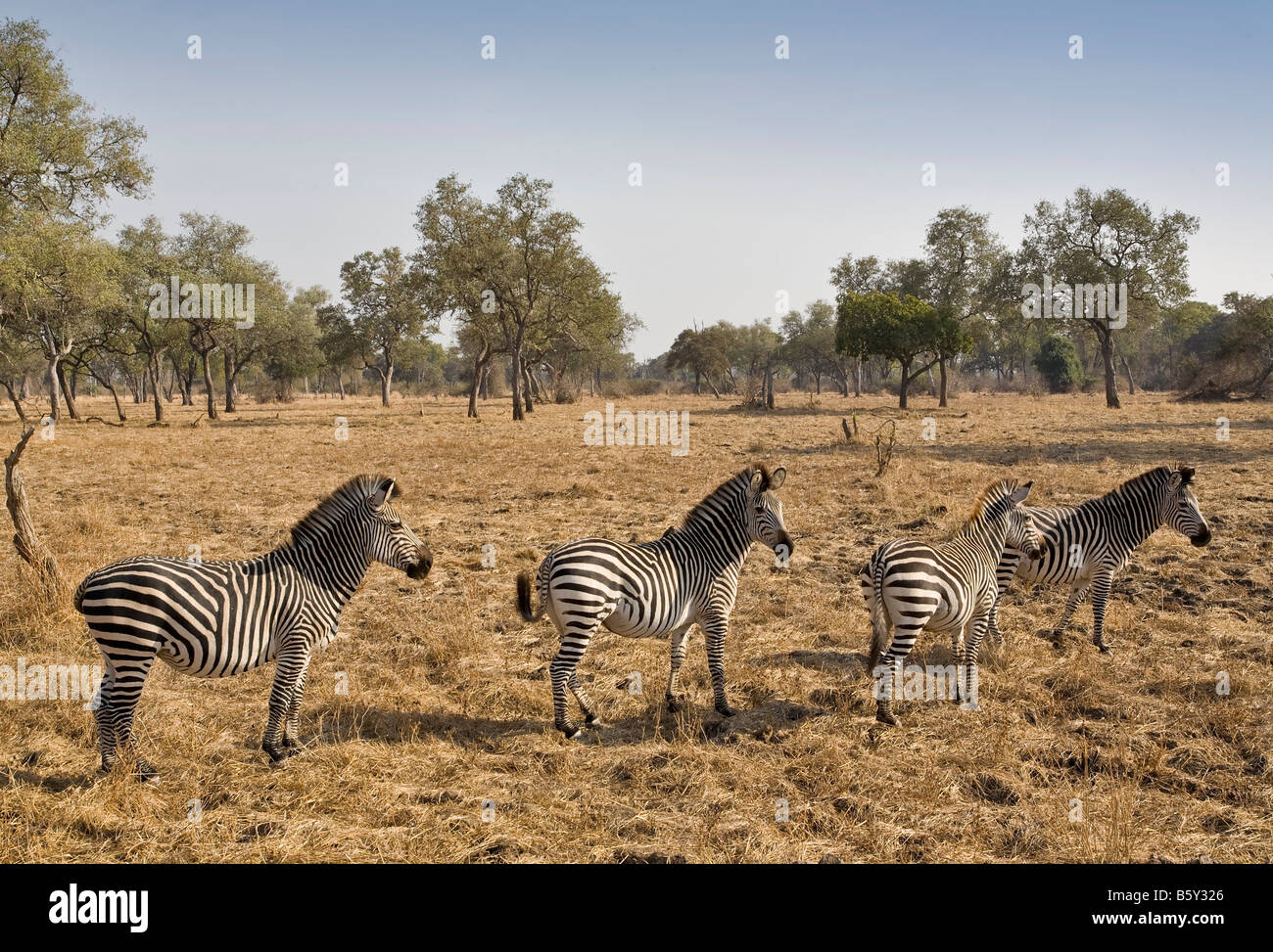 Llanuras zebra en South Luangwa National Park en Zambia Foto de stock