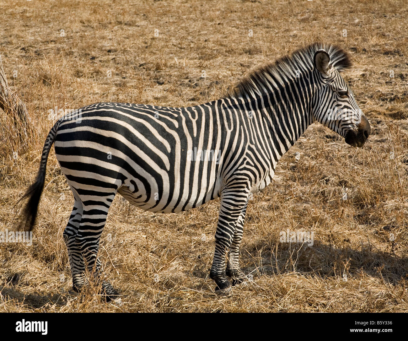 Llanuras zebra en South Luangwa National Park en Zambia Foto de stock
