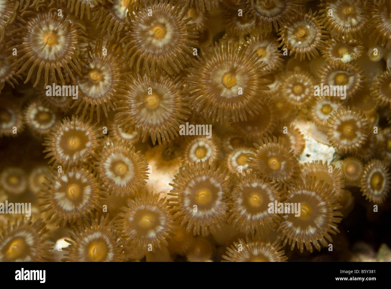 Los corales blandos Zoanthus sp., los invertebrados de arrecife de Indo-océano pacífico Foto de stock