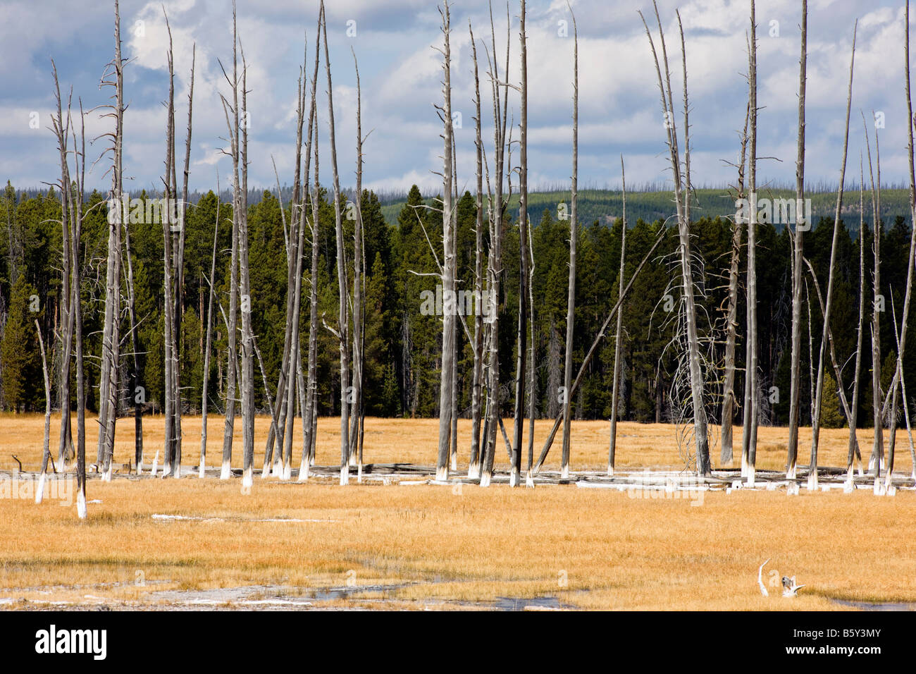 Los árboles muertos por características térmicas, cerca de Grand Prismatic Spring, Midway Geyser Basin, el Parque Nacional Yellowstone, Wyoming, EE.UU. Foto de stock