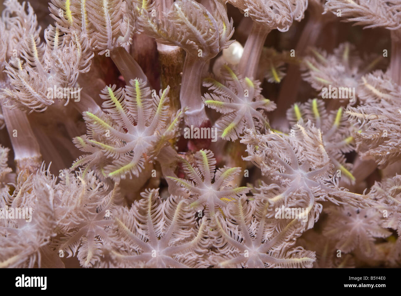 Los corales blandos Cespitularia sp., los invertebrados de arrecife de Indo-océano pacífico Foto de stock