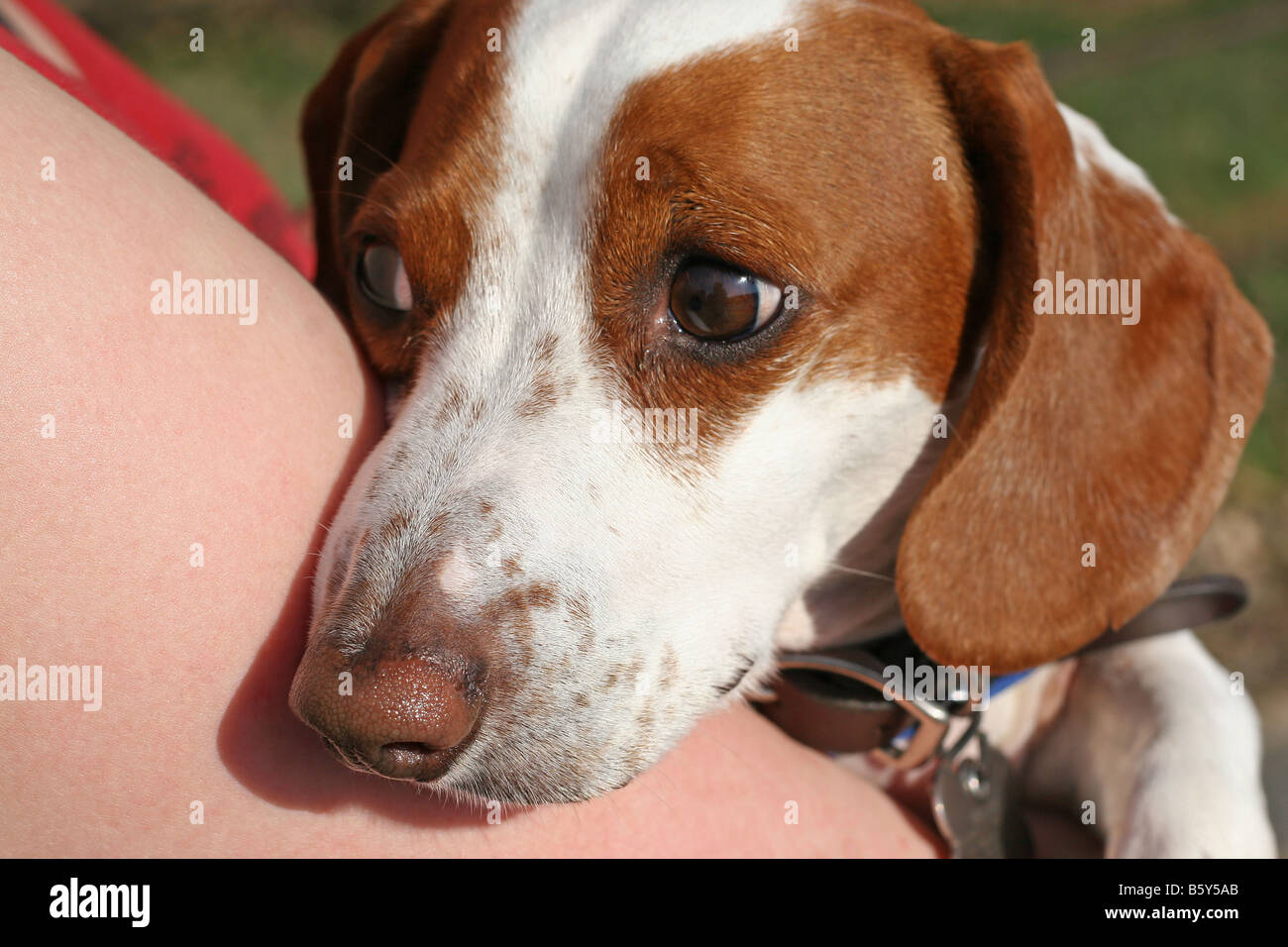 Un raro marrón y blanco de raza teckel cachorro nervioso con una mirada en su rostro. Foto de stock
