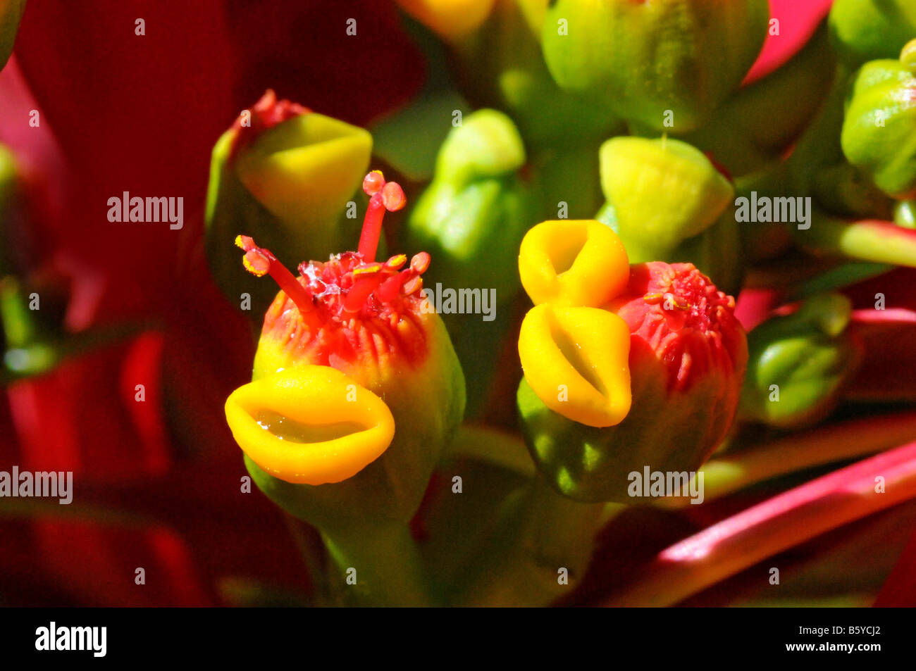 La única flor de Navidad o Poinsettia, Euphorbia pulcherrima, también llamado la flor de pascua con pétalos de color amarillo-como las glándulas Foto de stock