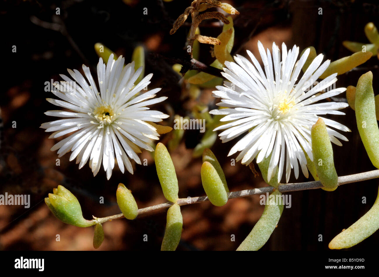Aizoaceae, Aridaria noctiflora 'Vleisbos' Foto de stock