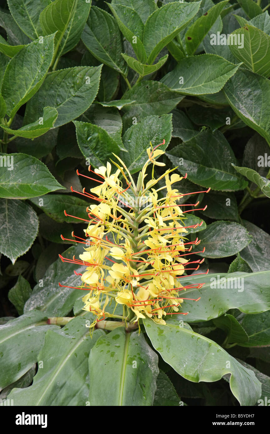 Lily de jengibre o el jengibre, Kahili Hedychium gardnerianum, una especie invasora que es imposible deshacerse de São Miguel, Azores. Foto de stock