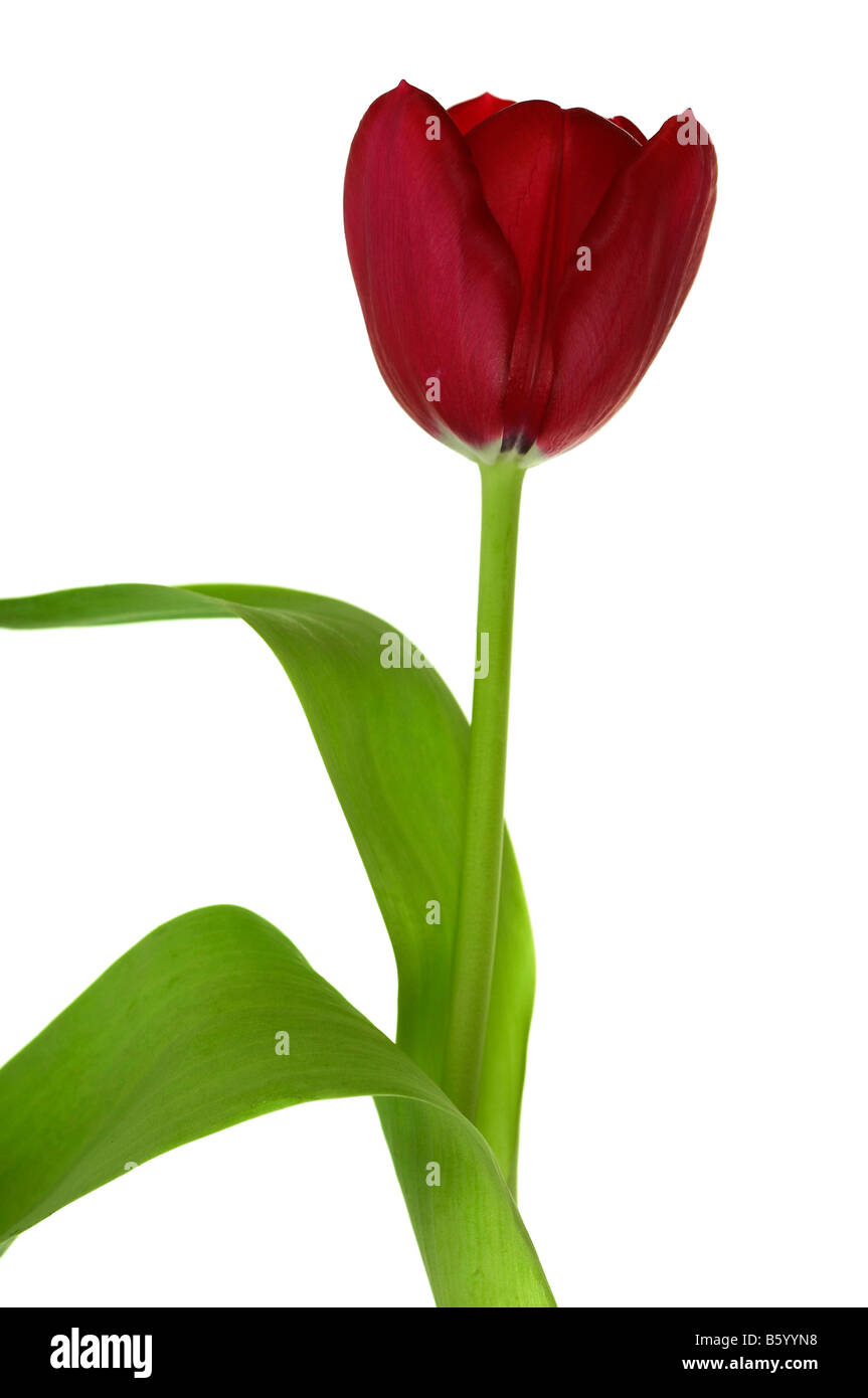 Un tulipán rojo sobre fondo blanco. Foto de stock