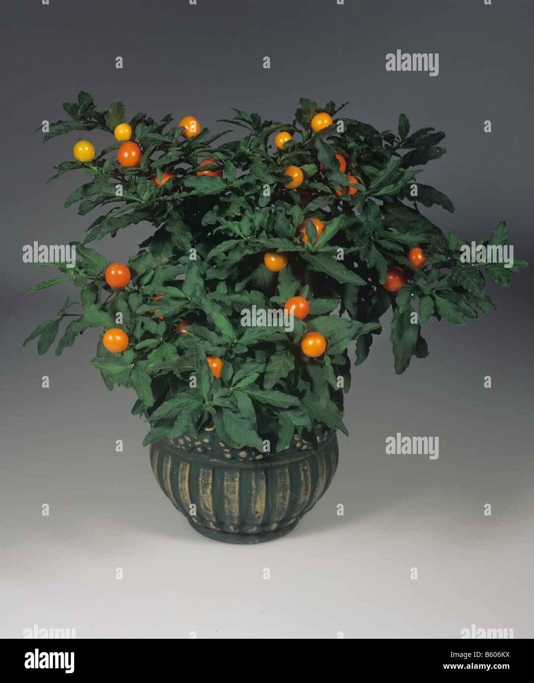 Casa PLANTA Solanum pseudocapsicum pimientos ornamentales con fruta naranja Foto de stock