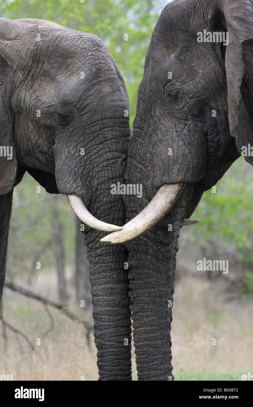 Los elefantes africanos dos adultos cabeza a cabeza para establecer dominancia Foto de stock