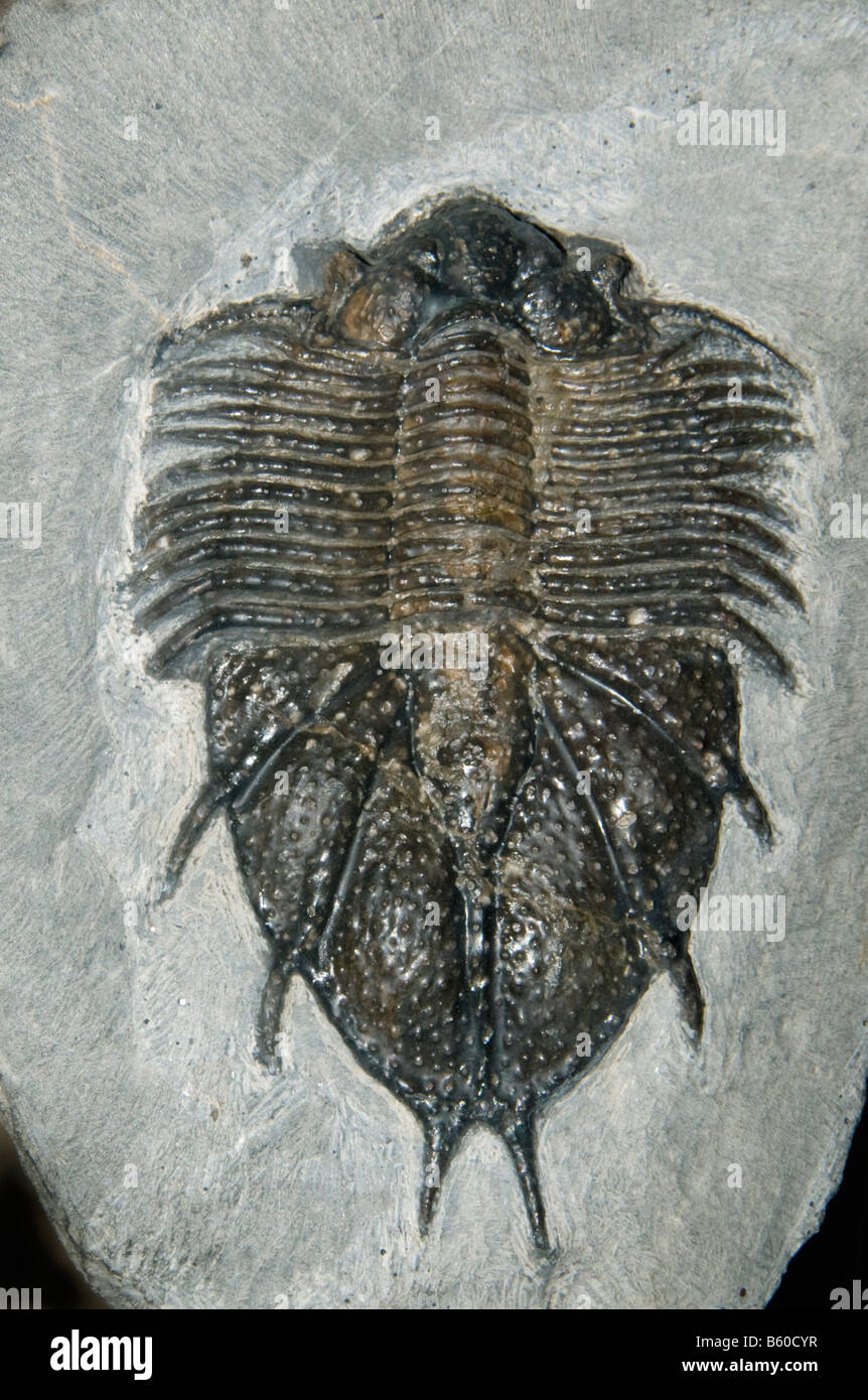 Trilobites fósil (Acanthopyge sp.) Devoniano, Marruecos Foto de stock