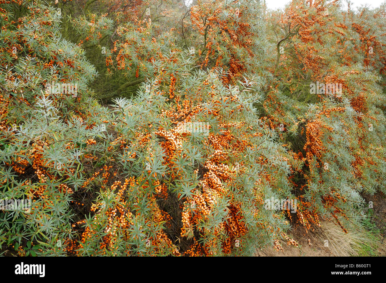 Mar Buckthorn Hippophae rhamnoides arbustos mostrando masas de bayas maduras Norfolk UK Noviembre Foto de stock