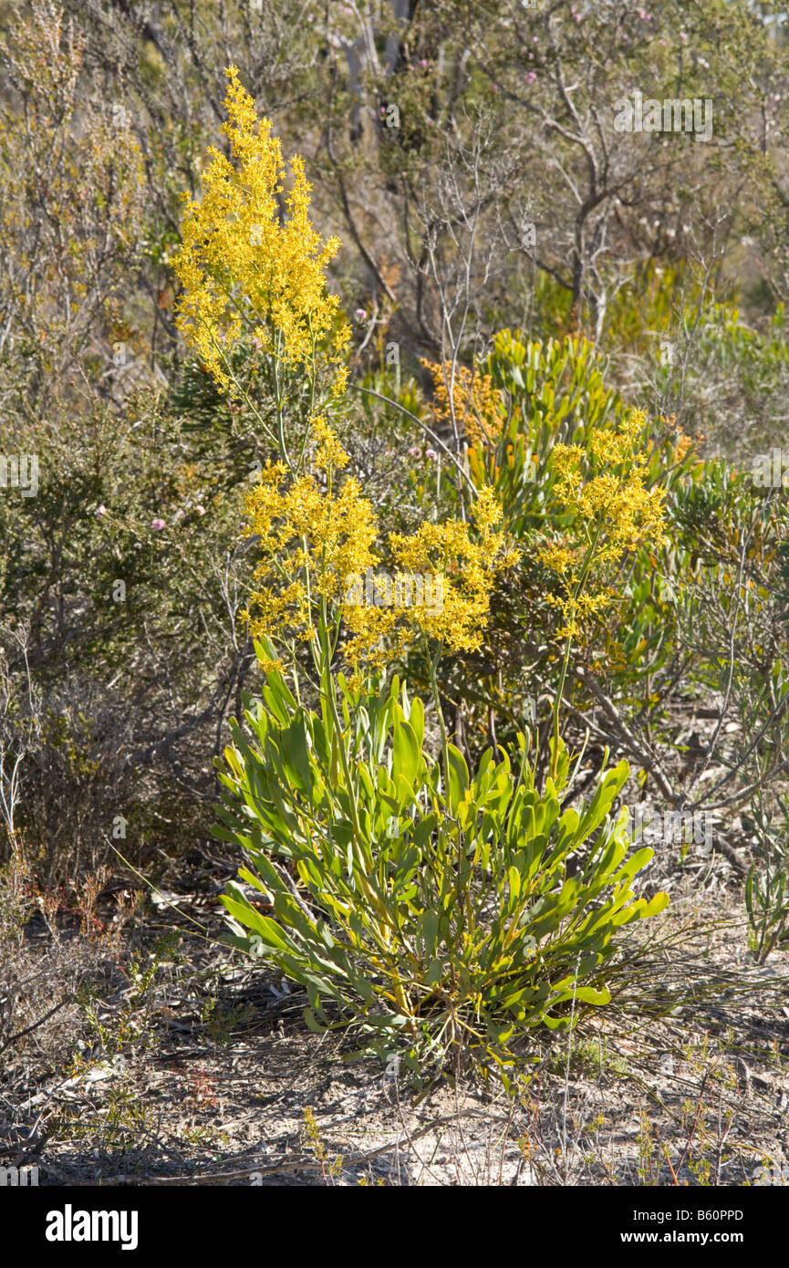 Blueboy Stirlingia latifolia en flor una planta endémica de Australia Occidental Stirling Rango Parque Nacional de Australia Occidental de sept. Foto de stock