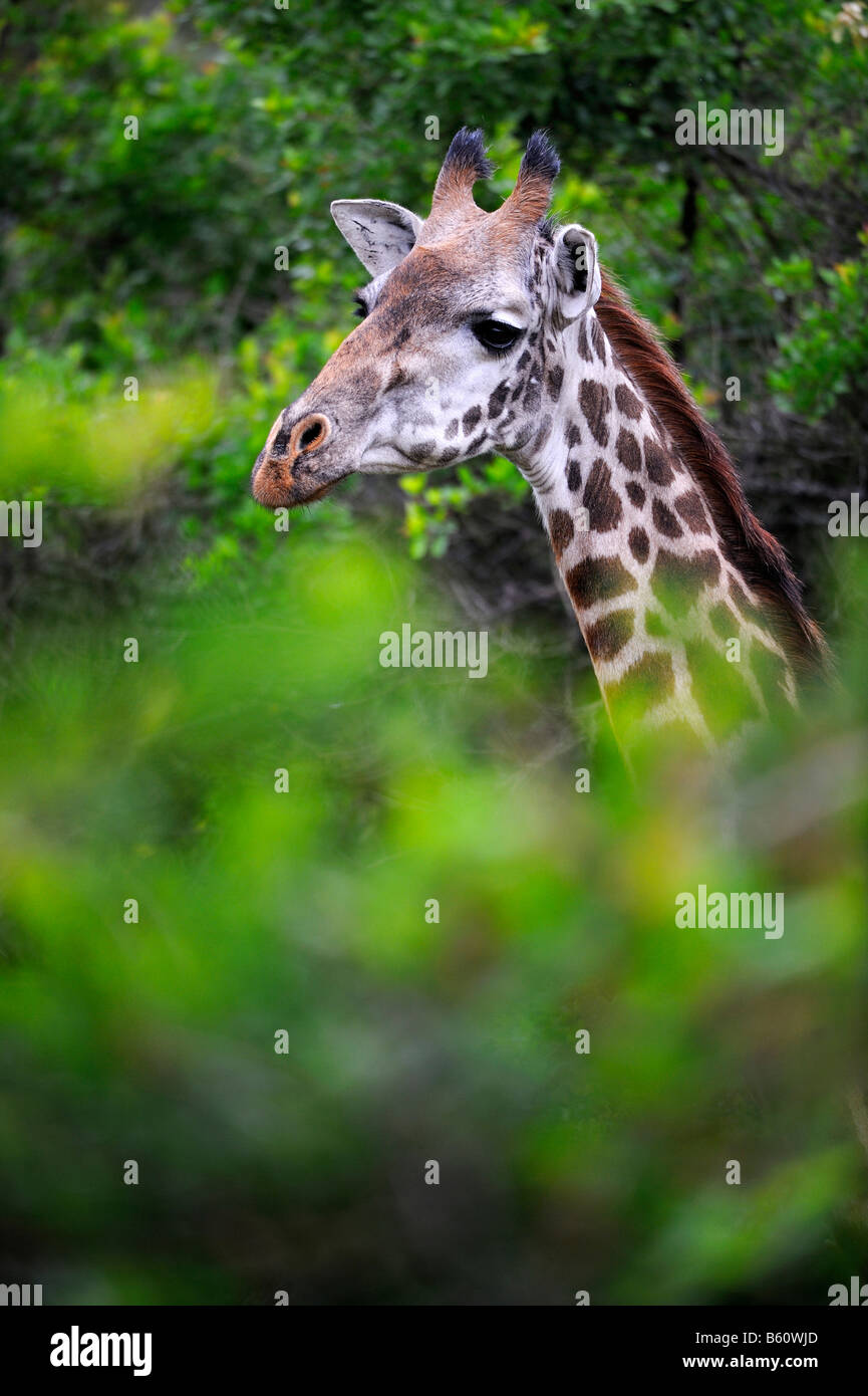 Masai jirafa (Giraffa camelopardalis), retrato, Parque Nacional de Nairobi, Kenia, África oriental, África Foto de stock